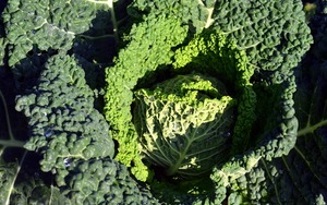 ZANON BIO Grünkohl (1 Bund) 